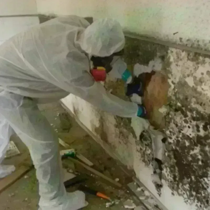 Mold Remediation and Removal in Brookville, OH